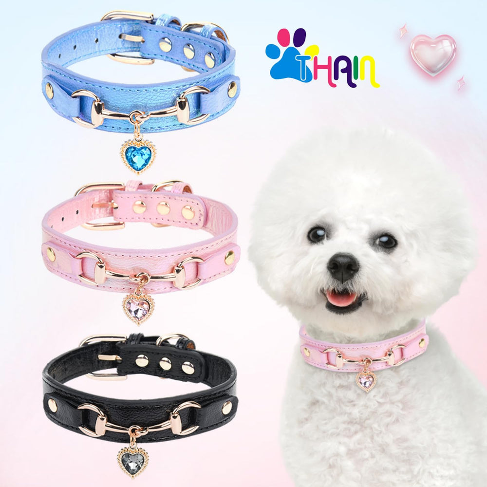 THAIN blue collar on dog-model highlights color variety for fashion-forward pets.