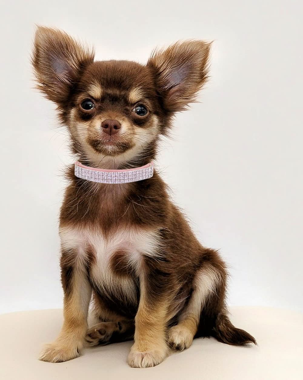 THAIN velvet collar pink worn by a small pet for daily comfort