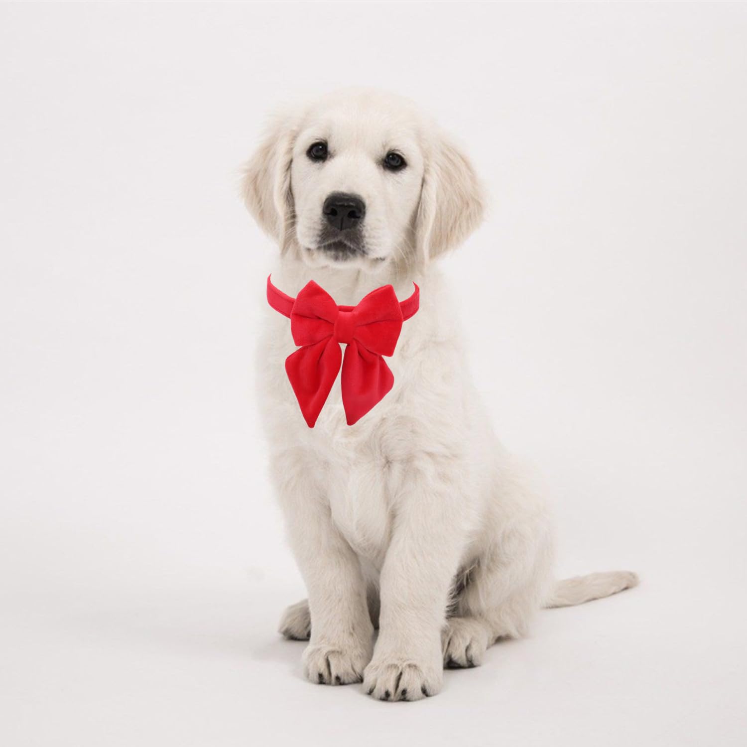 THAIN velvet collar's removable bow tie enables versatile looks.