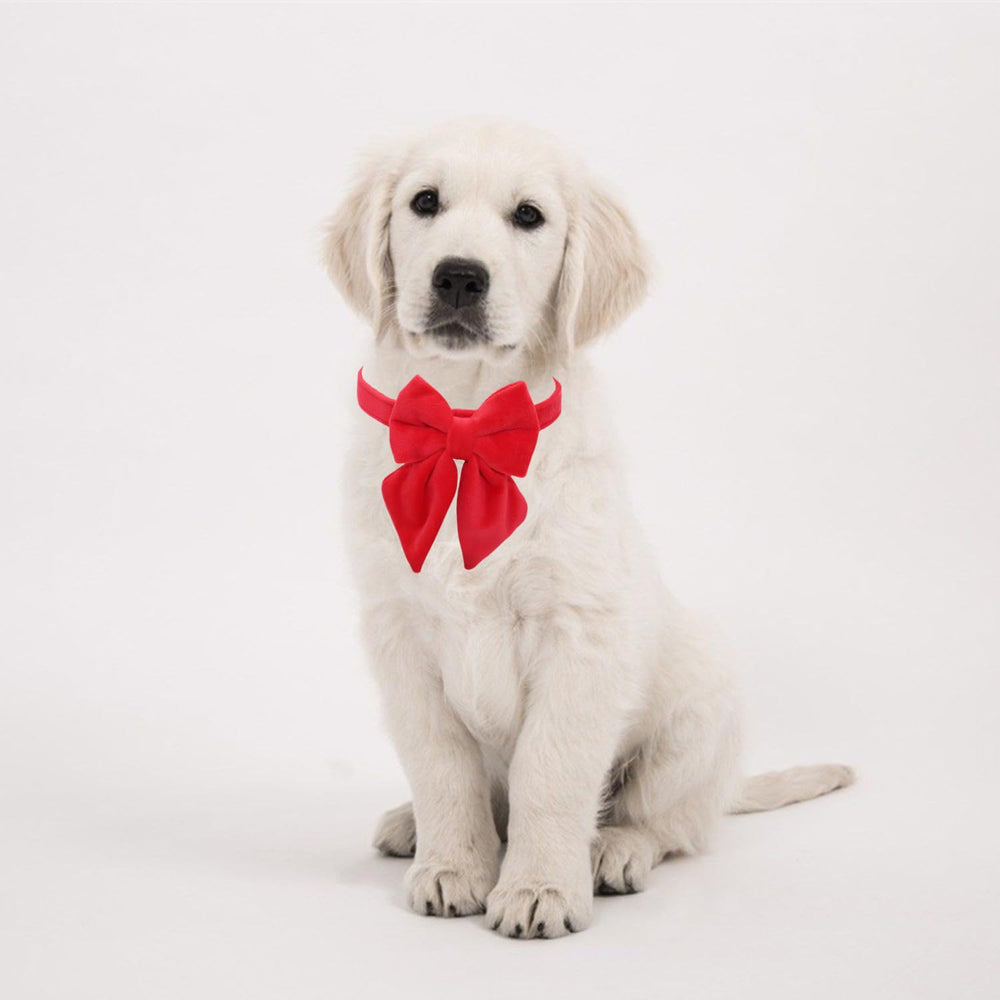 THAIN velvet collar's removable bow tie enables versatile looks.