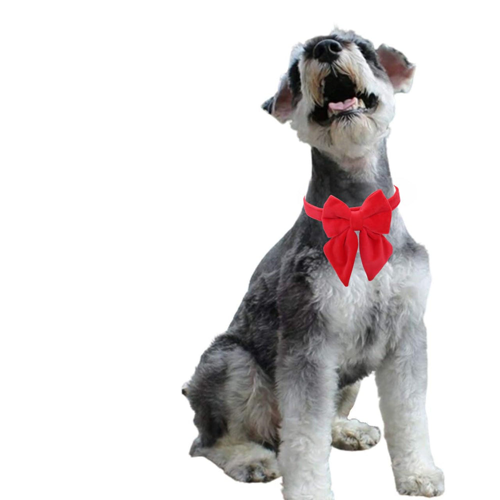 THAIN velvet dog collar plush velvet texture close-up