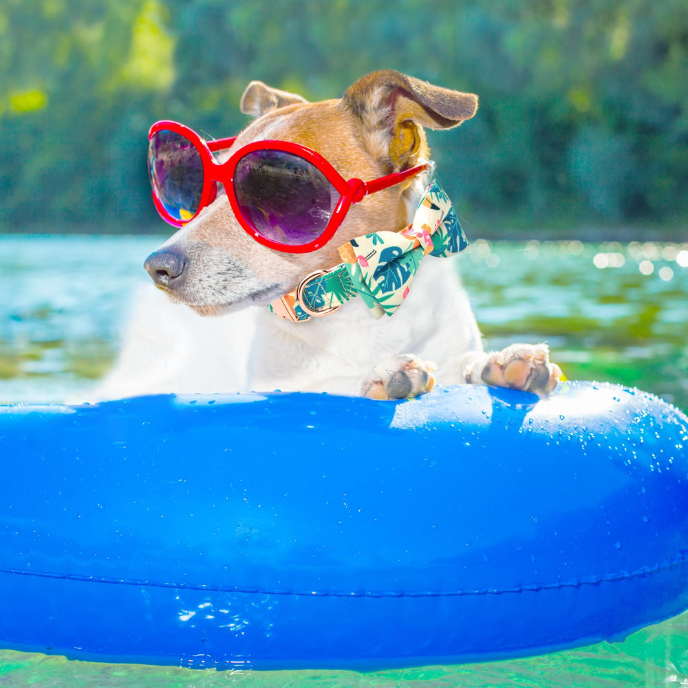 Thankspaw removable bow tie feature on collar for easy styling and cleaning