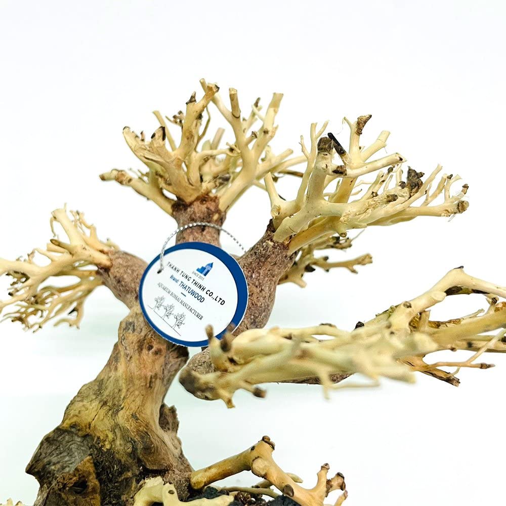 thatuwwood bonsai-driftwood-tree in-tank-scene shows natural wood texture with plants.