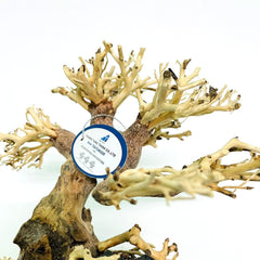 thatuwwood bonsai-driftwood-tree in-tank-scene shows natural wood texture with plants.
