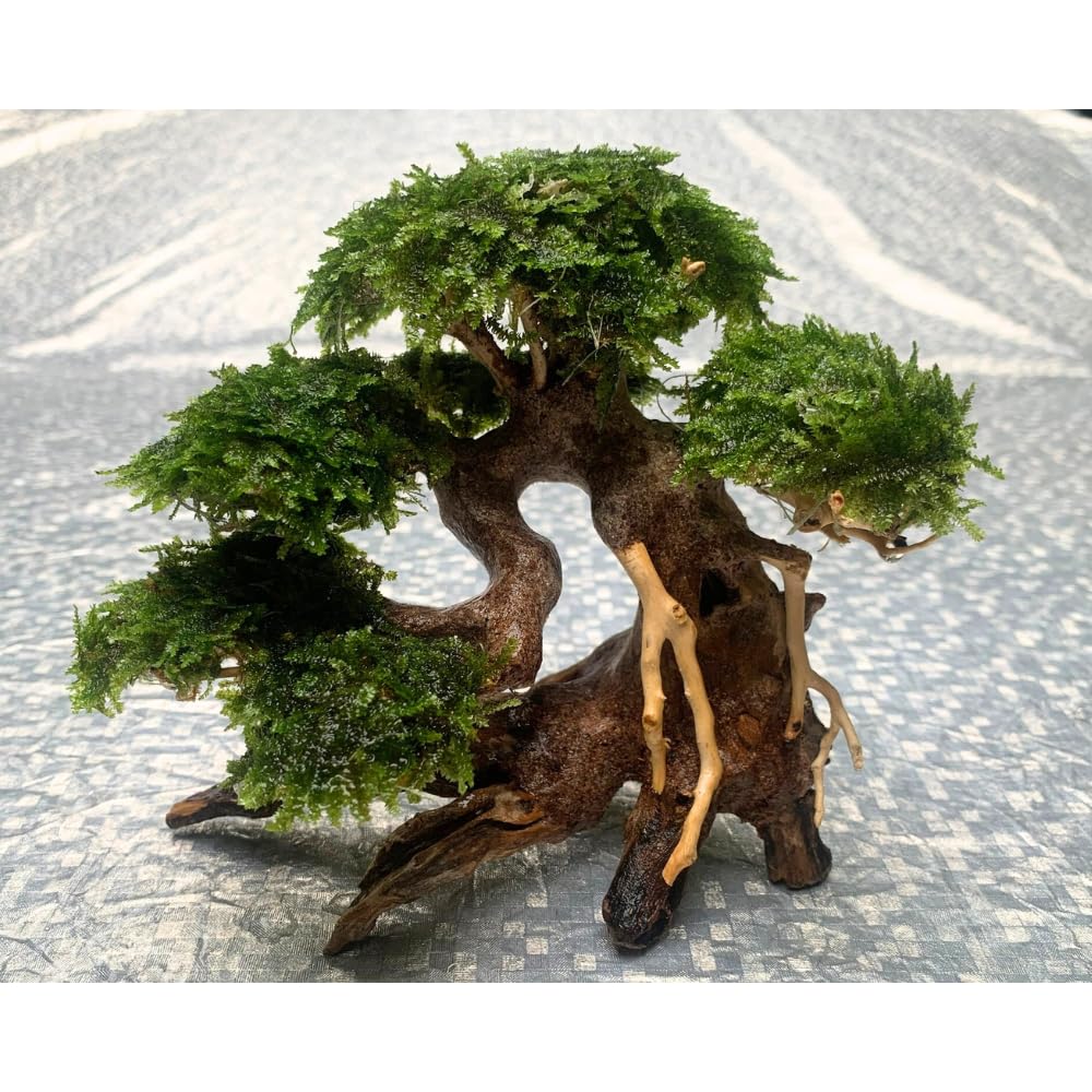 thatuwwood bonsai-driftwood-tree-installation shows quick setup on tank rocks.