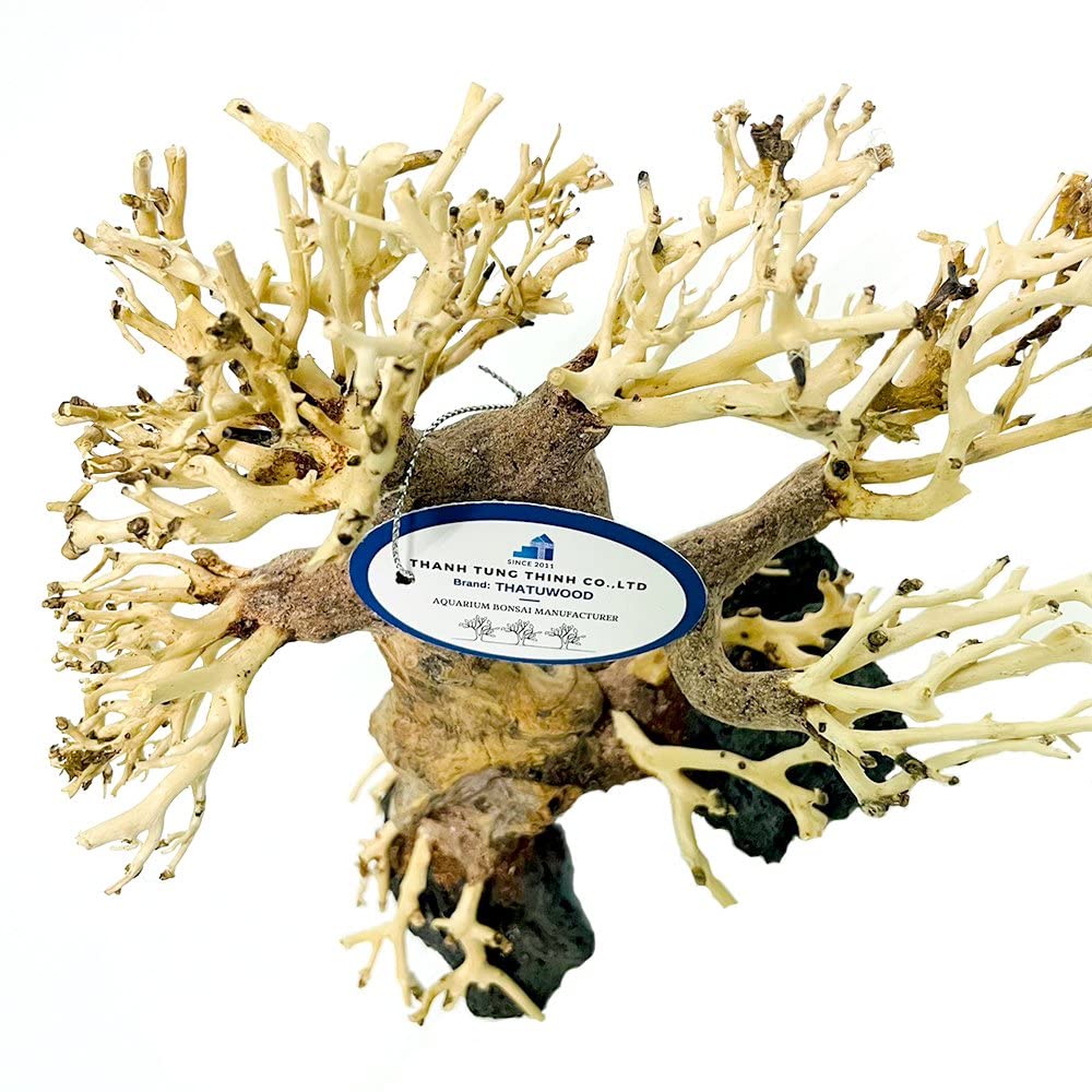thatuwwood bonsai-driftwood-tree-packaging preview signals fumigated export quality.