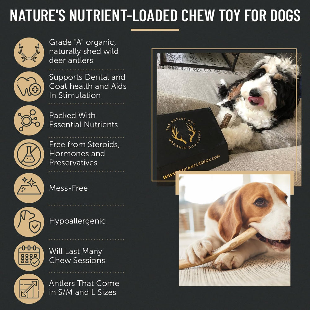 The Antler Box antler chews filled bowl presents ready-to-serve chews for dogs