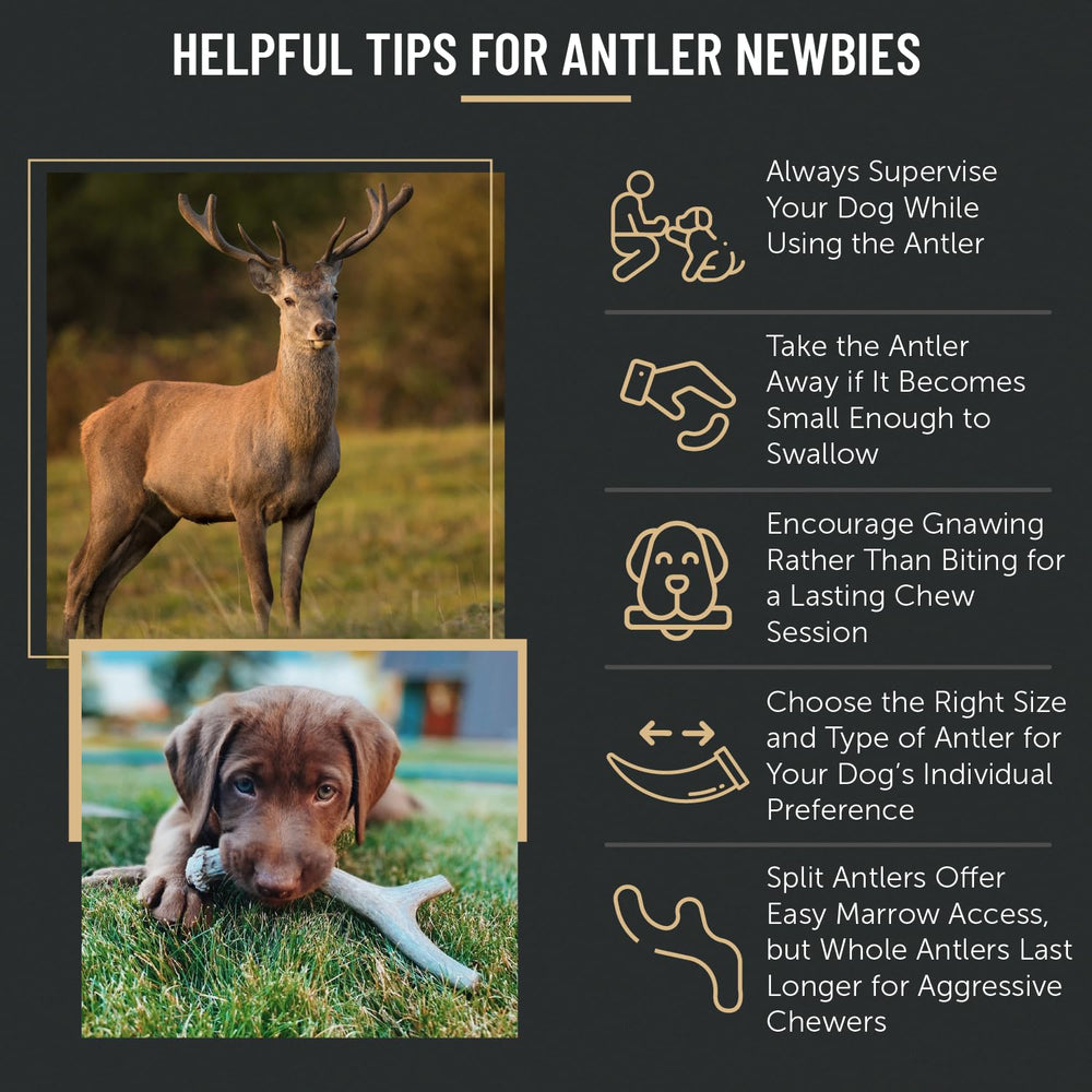 The Antler Box dog chew on wood surface suggests long-lasting enrichment