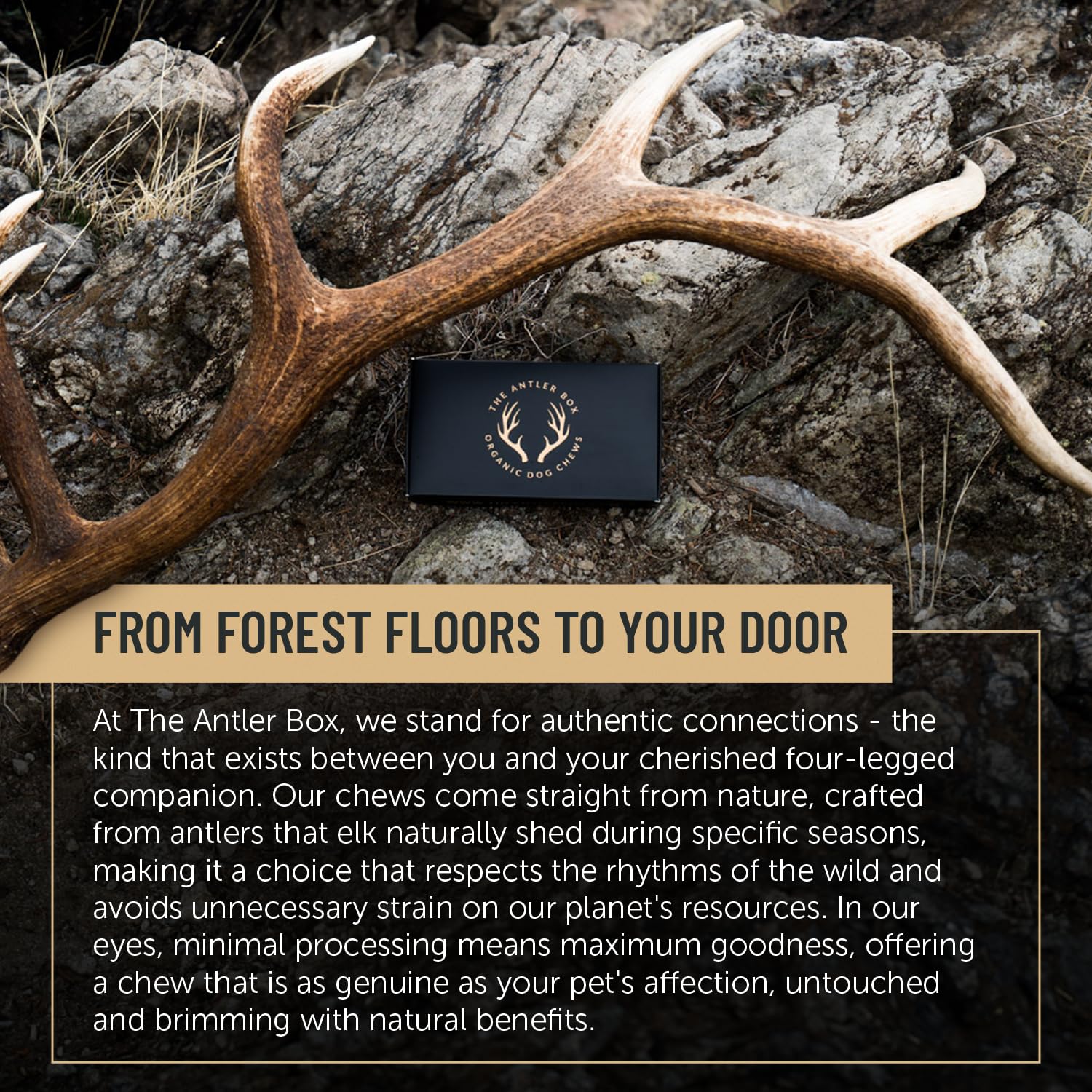 The Antler Box organic dog chews mess-free closeup demonstrates stain-free chewing sessions.