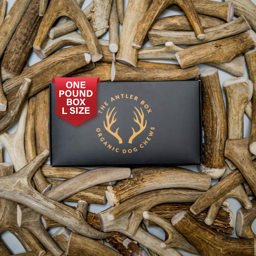 The Antler Box premium deer antler chews packaging highlights natural, long-lasting canine enrichment