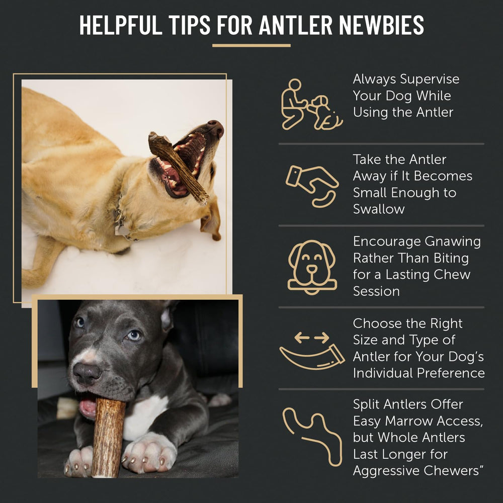 The Antler Box premium elk antler chews bowl served ready-to-chew moments.