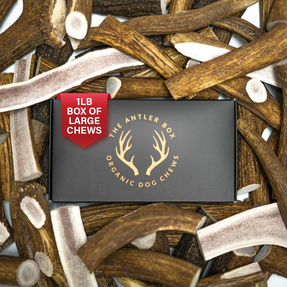 The Antler Box premium elk antler chews box front shows natural, long-lasting entertainment.