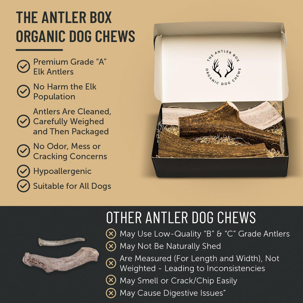 The Antler Box premium elk antler chews dental-friendly use showcases teeth-and-gums enjoyment.