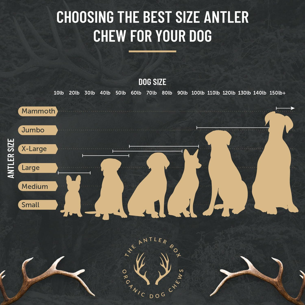 The Antler Box premium elk antler chews split pieces favor easier controlled chewing sessions.
