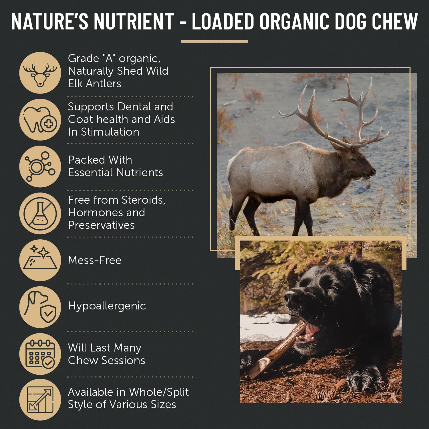 A dog enjoys The Antler Box chew for long-lasting engagement and gnawing.