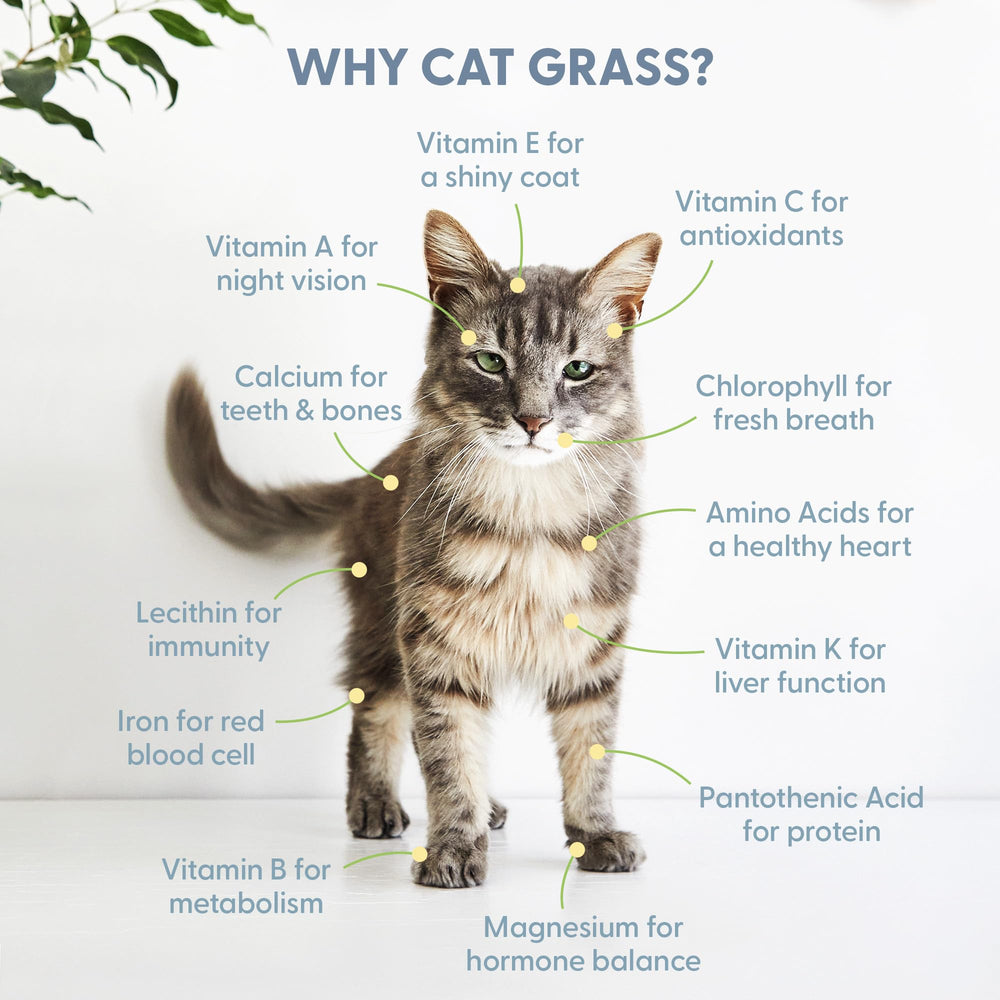 The Cat Ladies cat grass in mug demonstration for indoor cats.