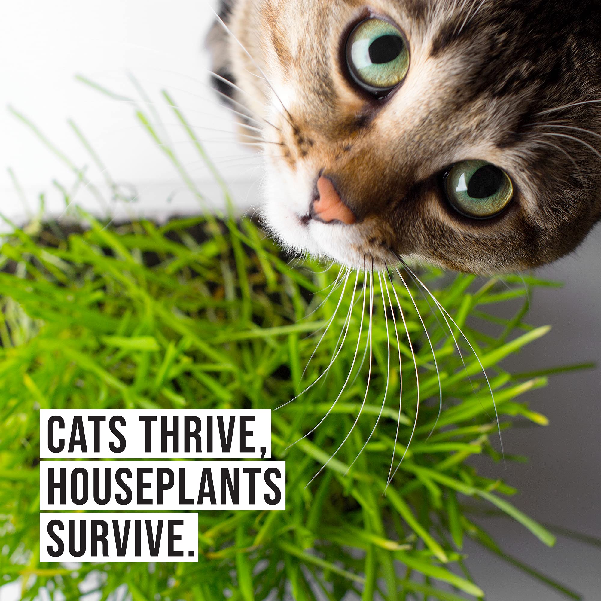 The Cat Ladies sprouts reach about 4 inches in 4–7 days.
