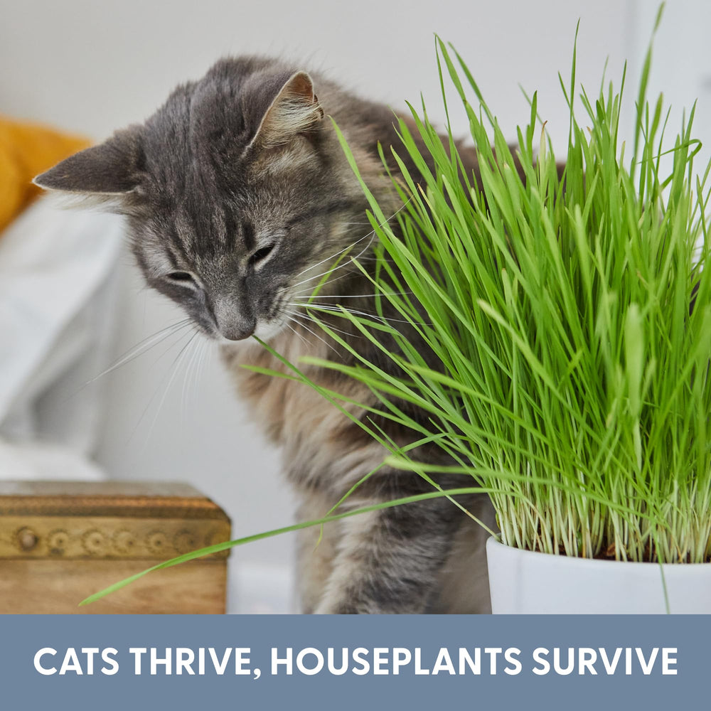 The Cat Ladies indoor-use cat grass helps deter nibbling on risky plants.