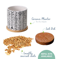 The Cat Ladies coco coir soil disk prepared to sprout healthy cat grass.