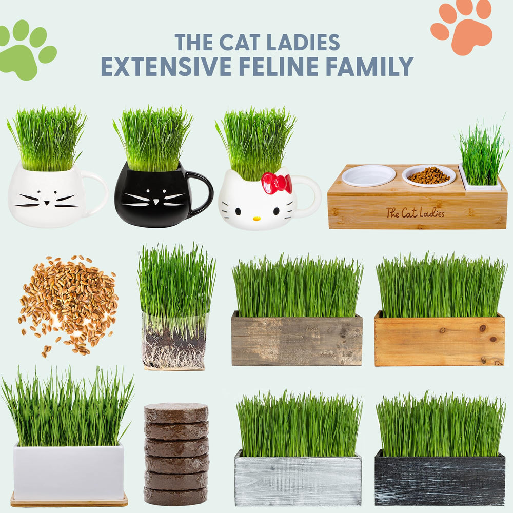 The Cat Ladies complete kit ready to grow in days.