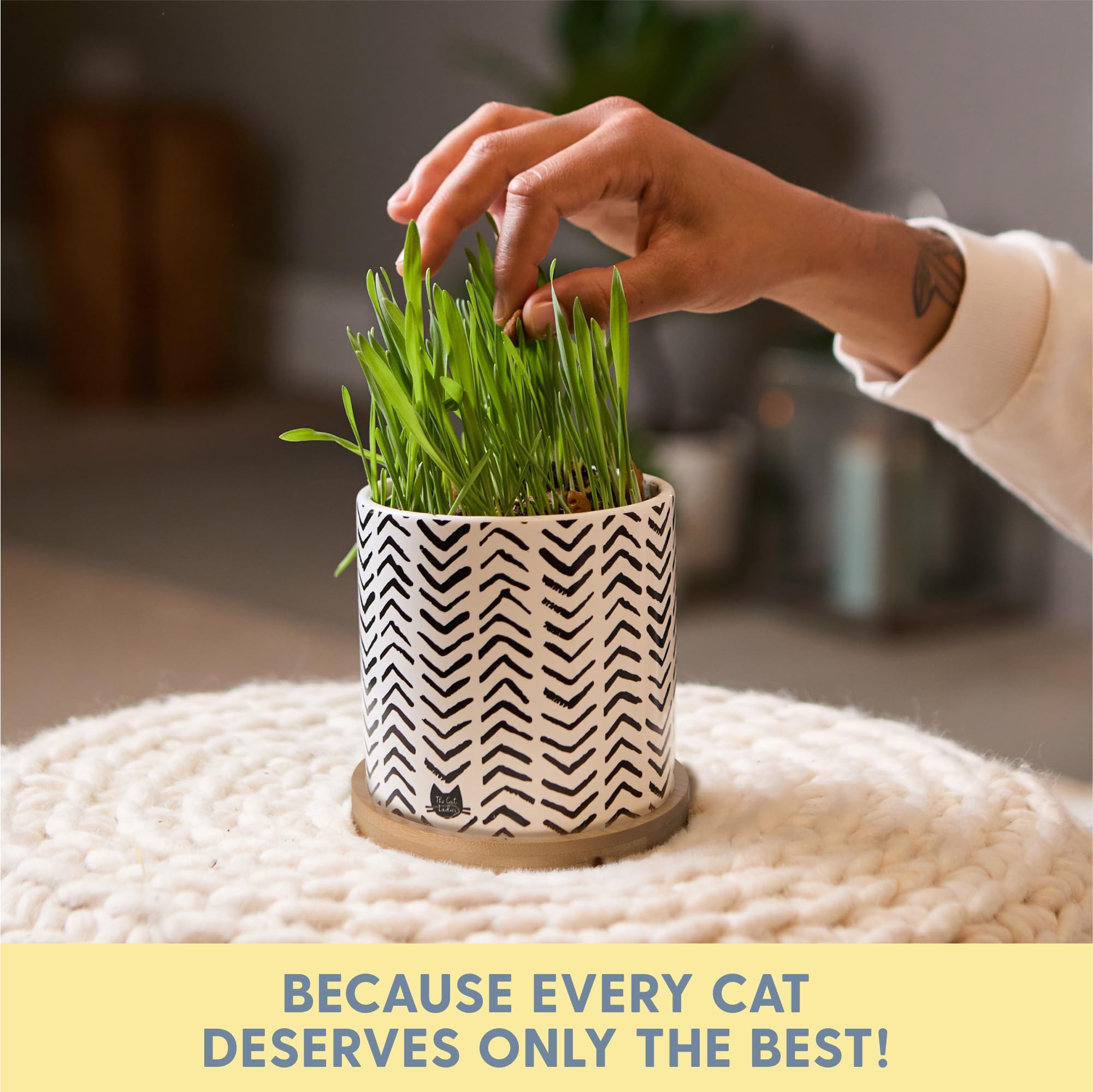 The Cat Ladies gift-ready cat grass set, a thoughtful pet-loving present.
