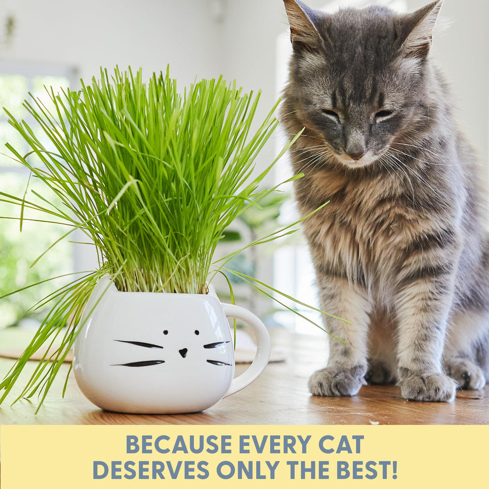 The Cat Ladies gift-pack display showcasing a cute cat-friendly home decor.