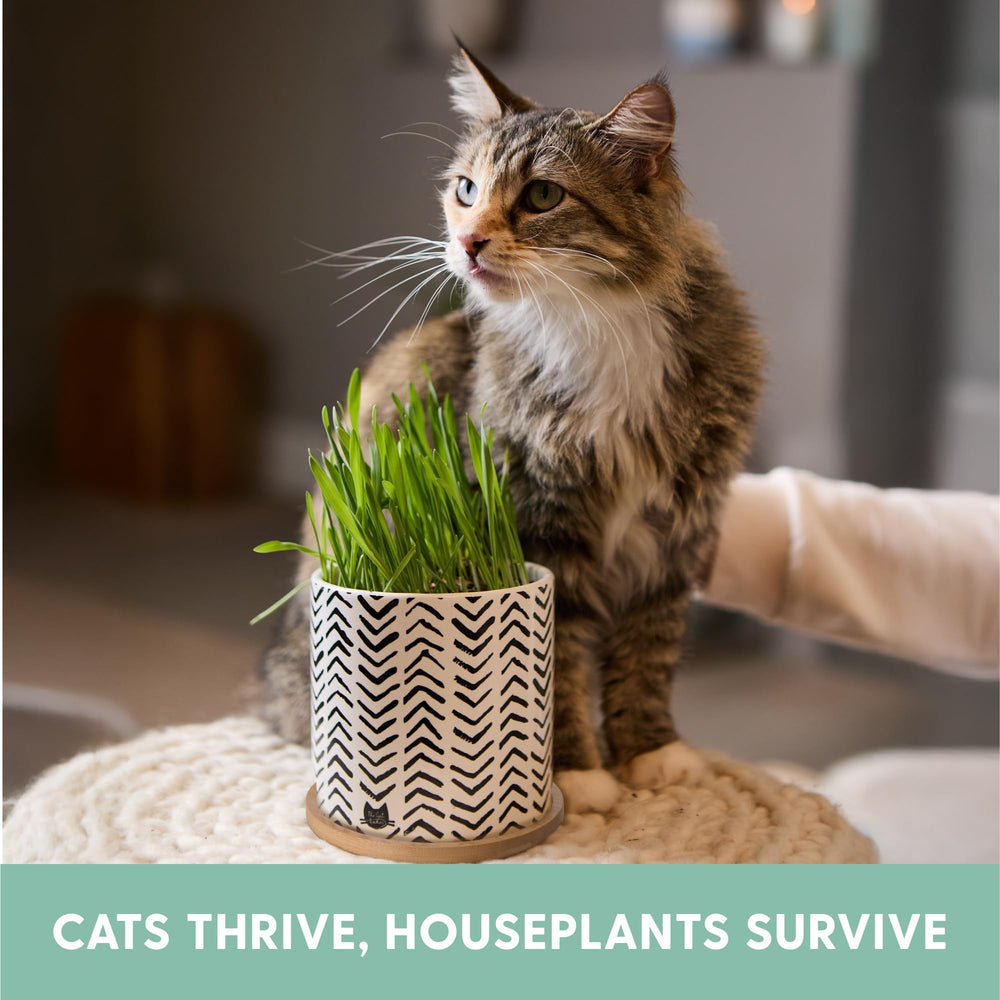 The Cat Ladies natural cat-nip plants included to encourage playful chewing.