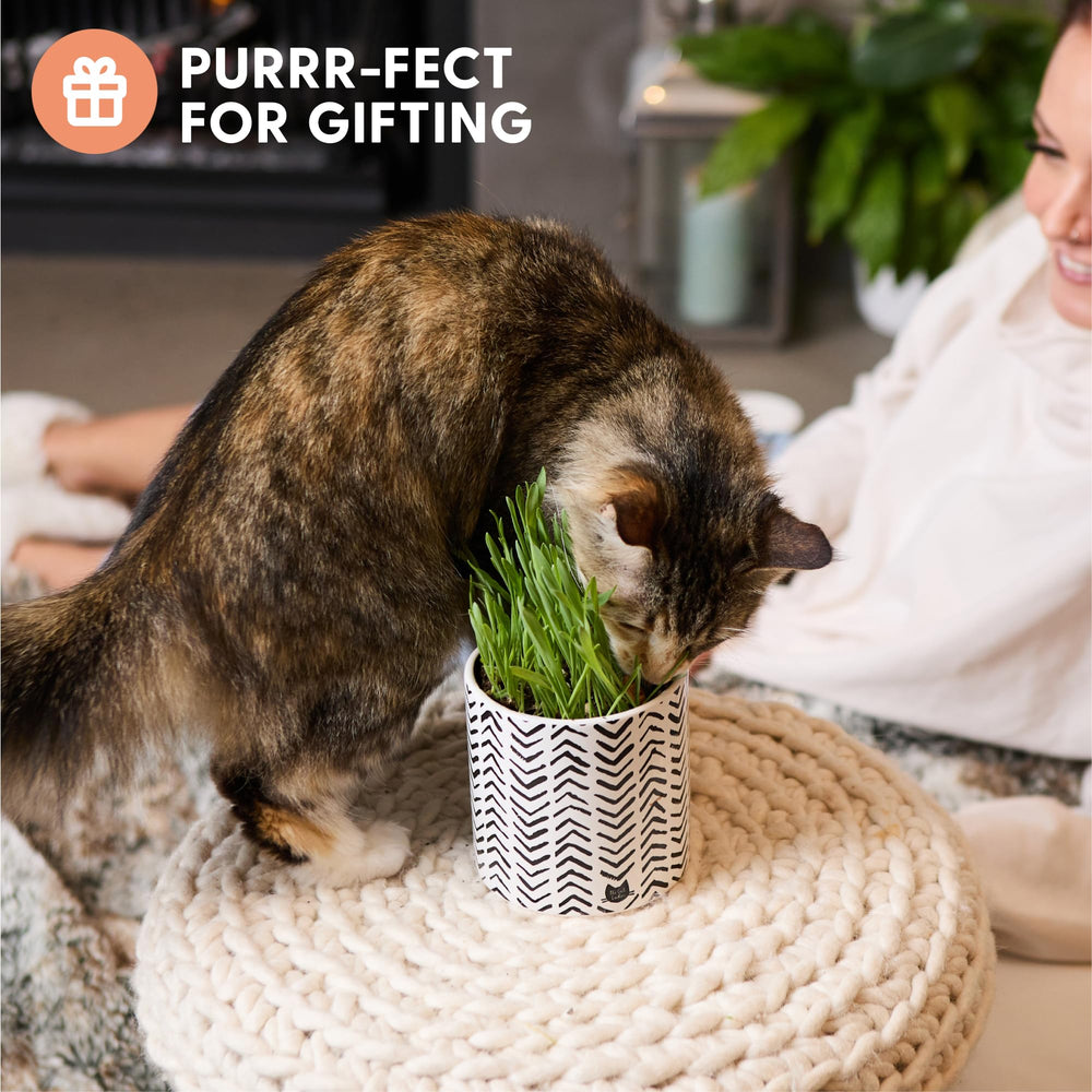 The Cat Ladies reusable ceramic planter with boho style for durable use.