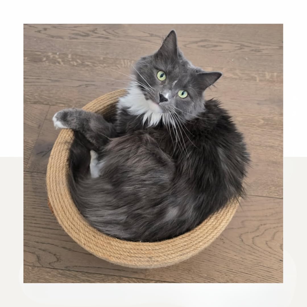The Cat Park Da Bowl pre-assembled product image confirms ready-to-place setup.