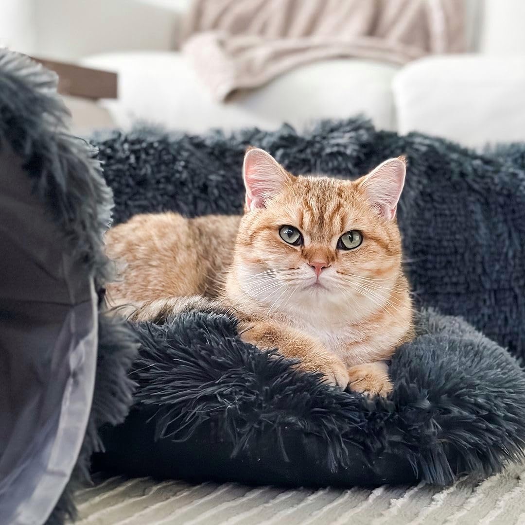 The Cat Park large-cat-friendly design fits bigger cats up to 33 lbs