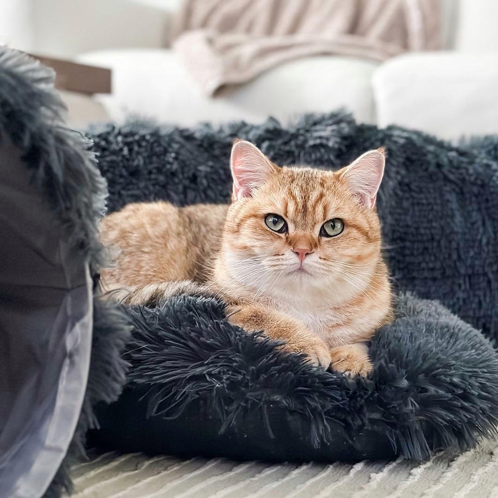 The Cat Park large-cat-friendly design fits bigger cats up to 33 lbs