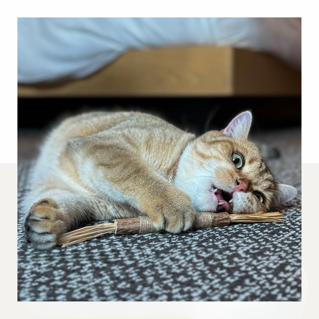 The Cat Park Silvervine Sticks daily treat image suggesting routine enrichment.