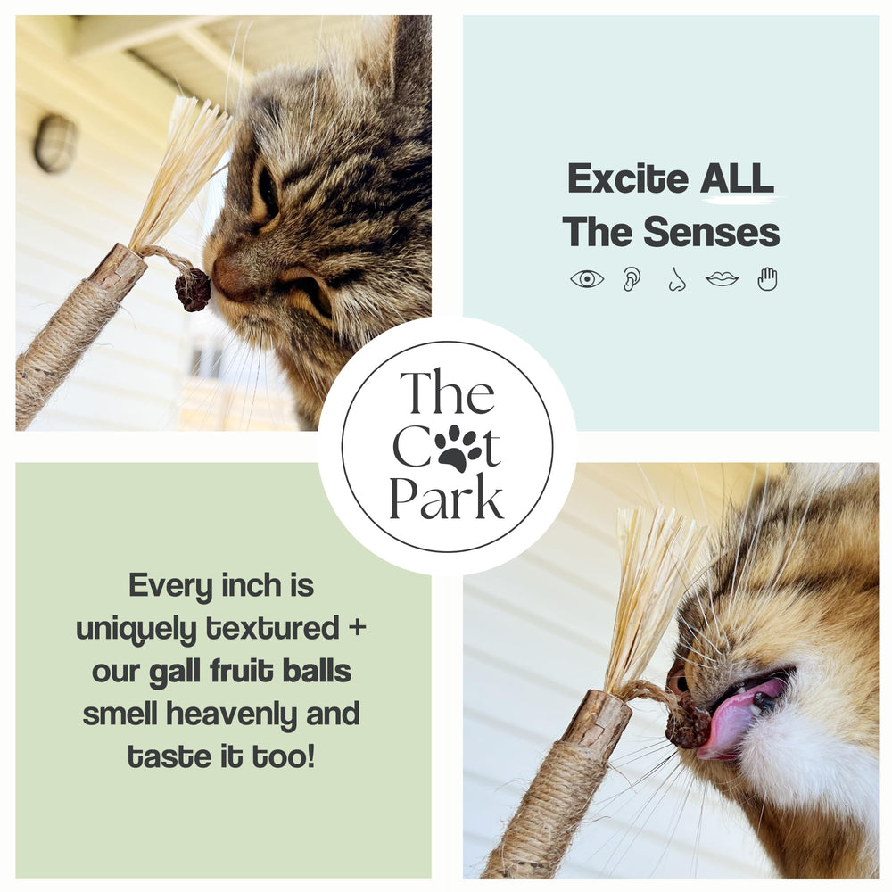 The Cat Park Silvervine Sticks display dental health benefits through natural chewing.