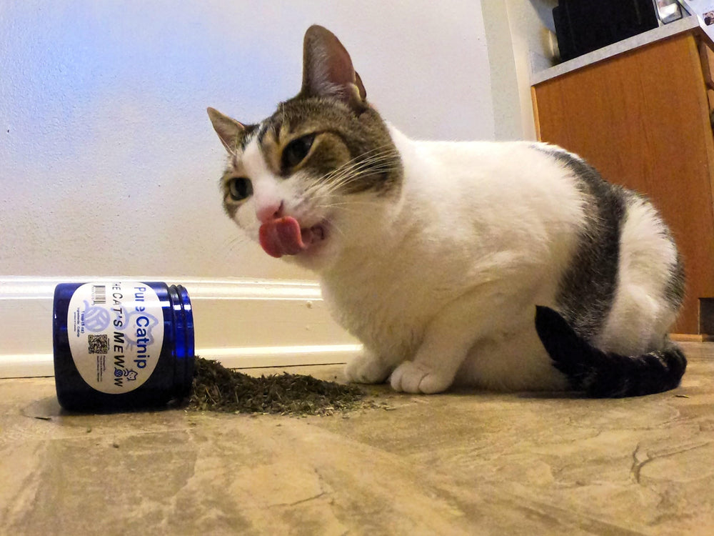 The Cat's MeWow catnip aroma captures irresistibly rich scent for playful engagement