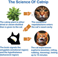 The Cat's MeWow fresh packaging preserves potency and freshness