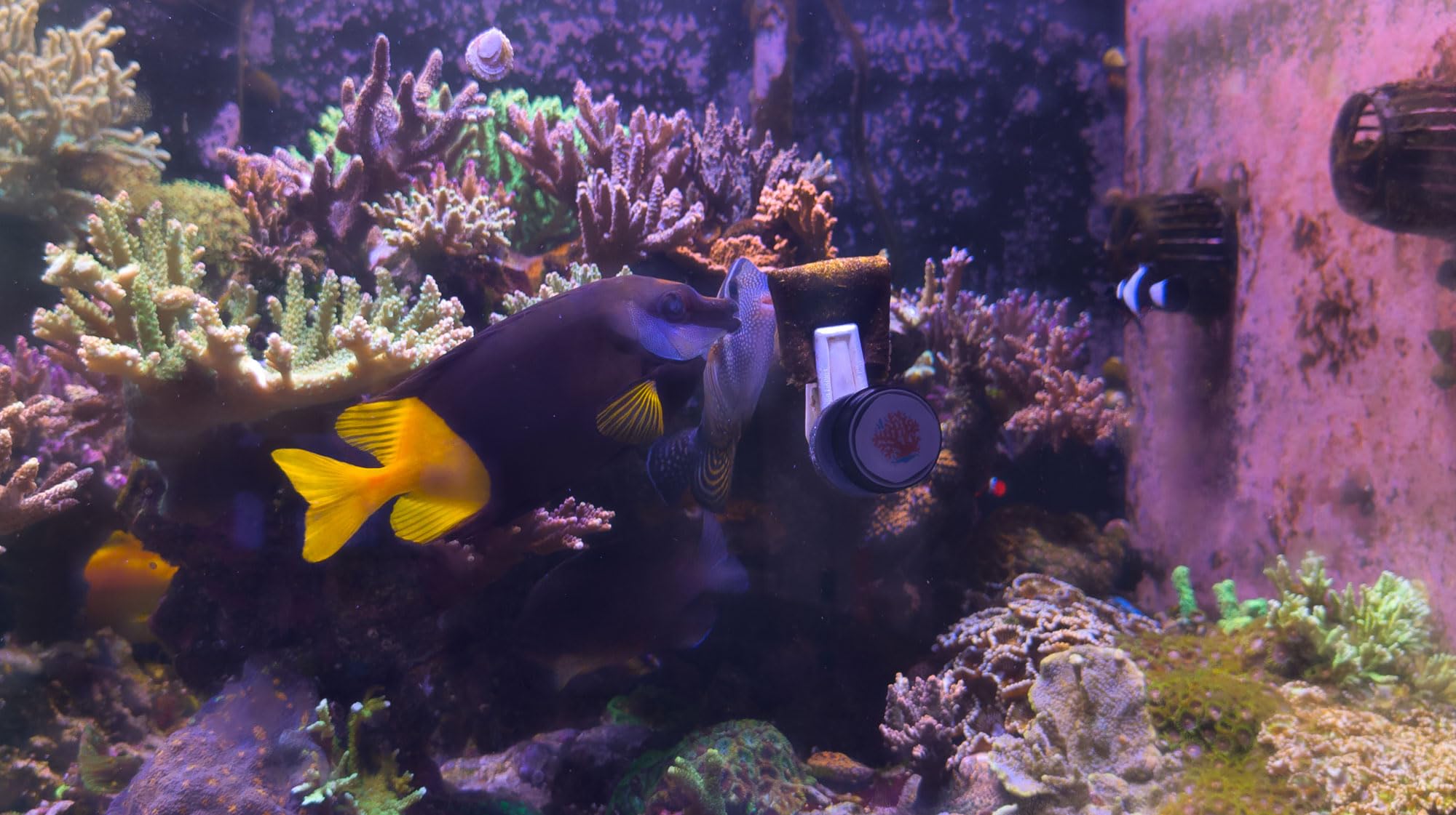 The Coral Ranch Premium Nori Seaweed in aquarium ready for feeding variety