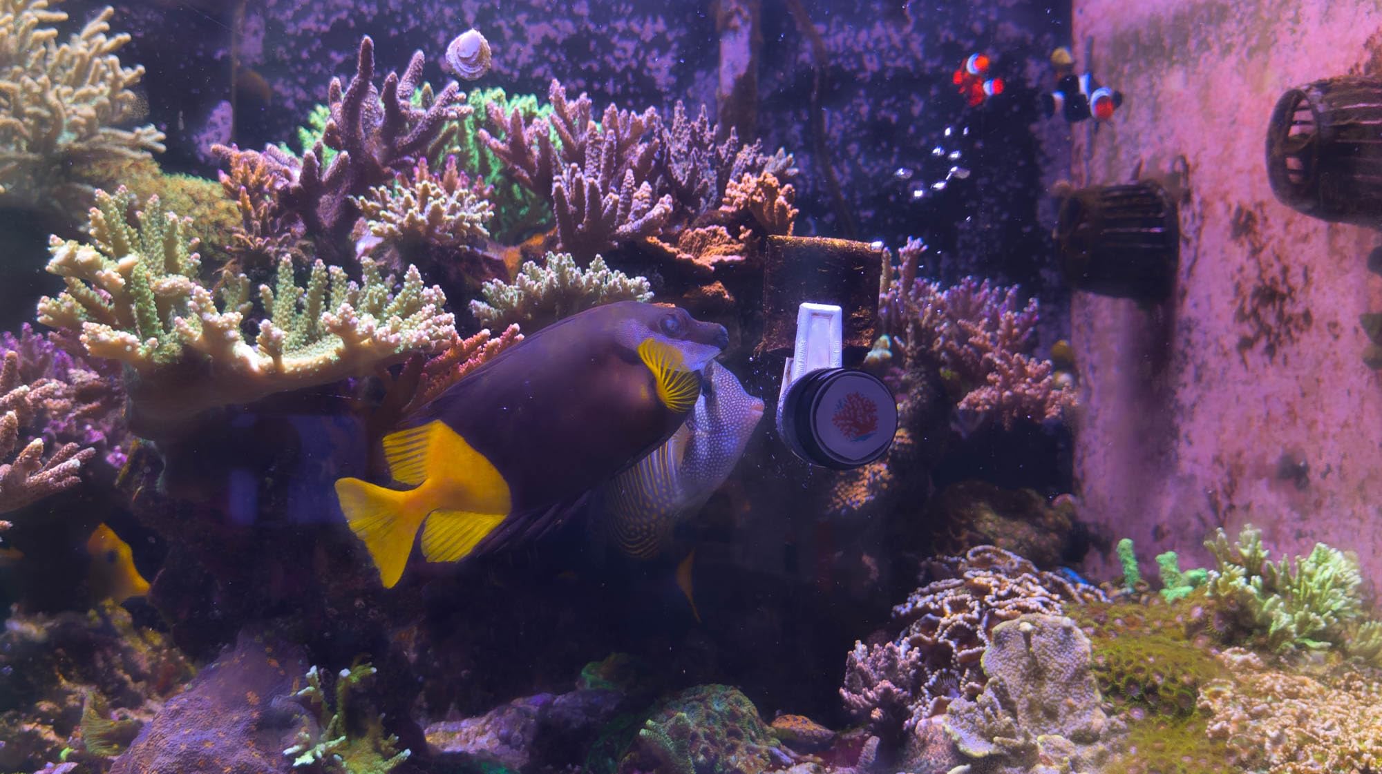 The Coral Ranch Premium Nori Seaweed supports varied diet and digestive health for reef fish