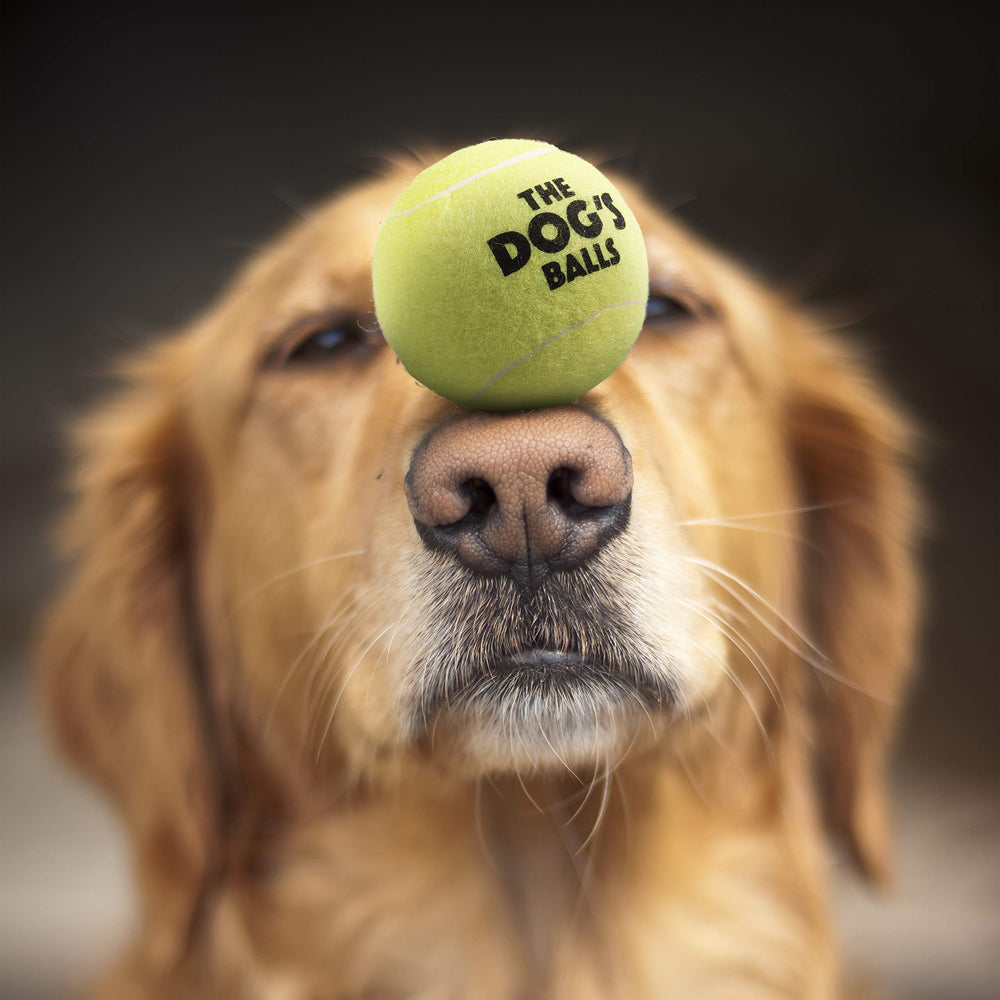 The Dog's Balls non-toxic rubber ball ensures mouth-safe chewing during training.