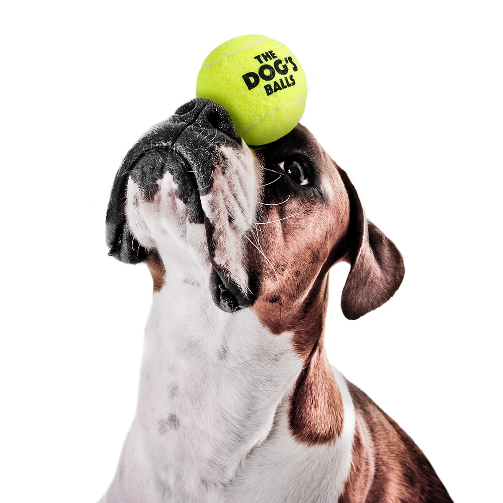 The Dog's Balls puppy-training friendly ball promotes healthy exercise and focus.