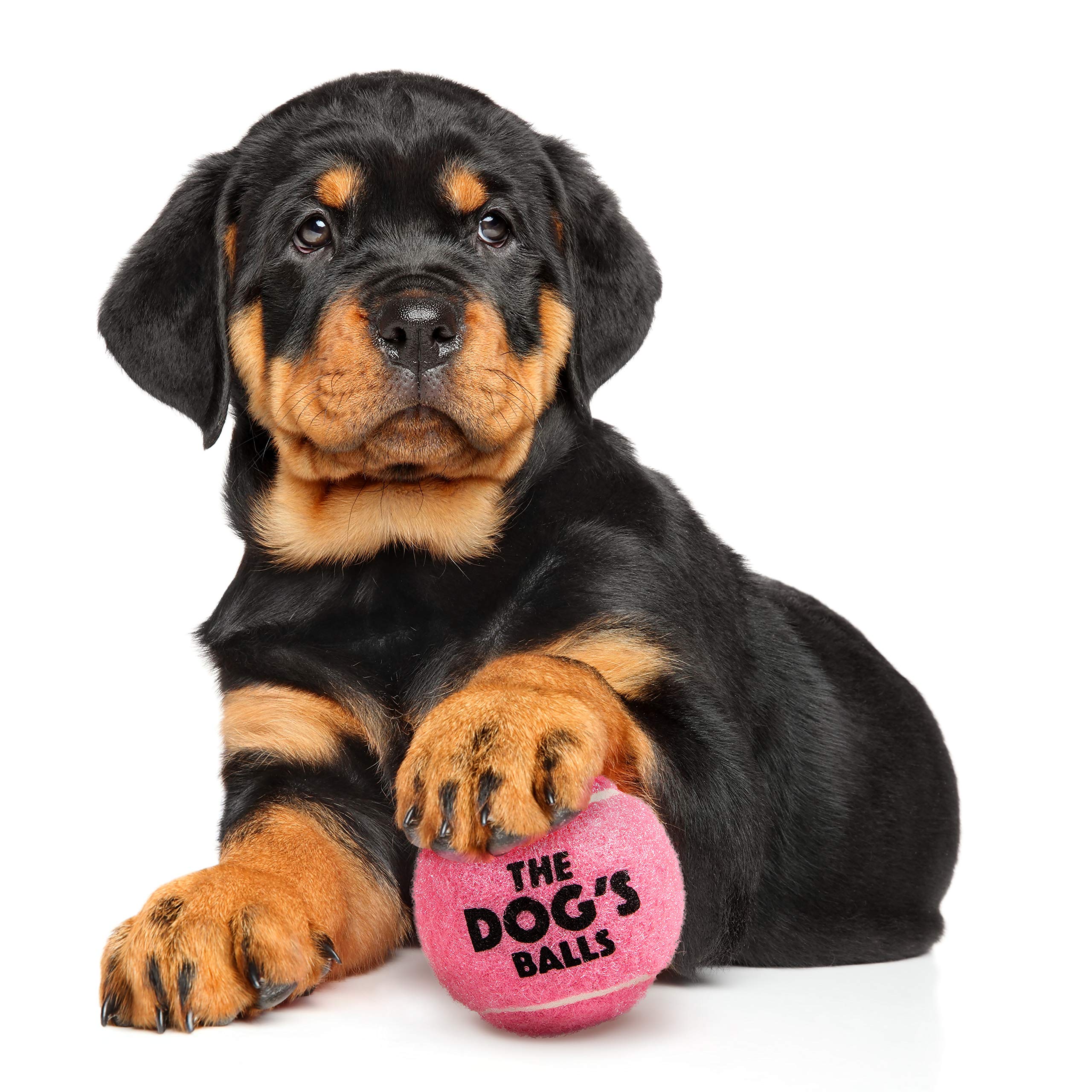 The Dog's Balls thicker-wall design—durable toy for robust fetch sessions.