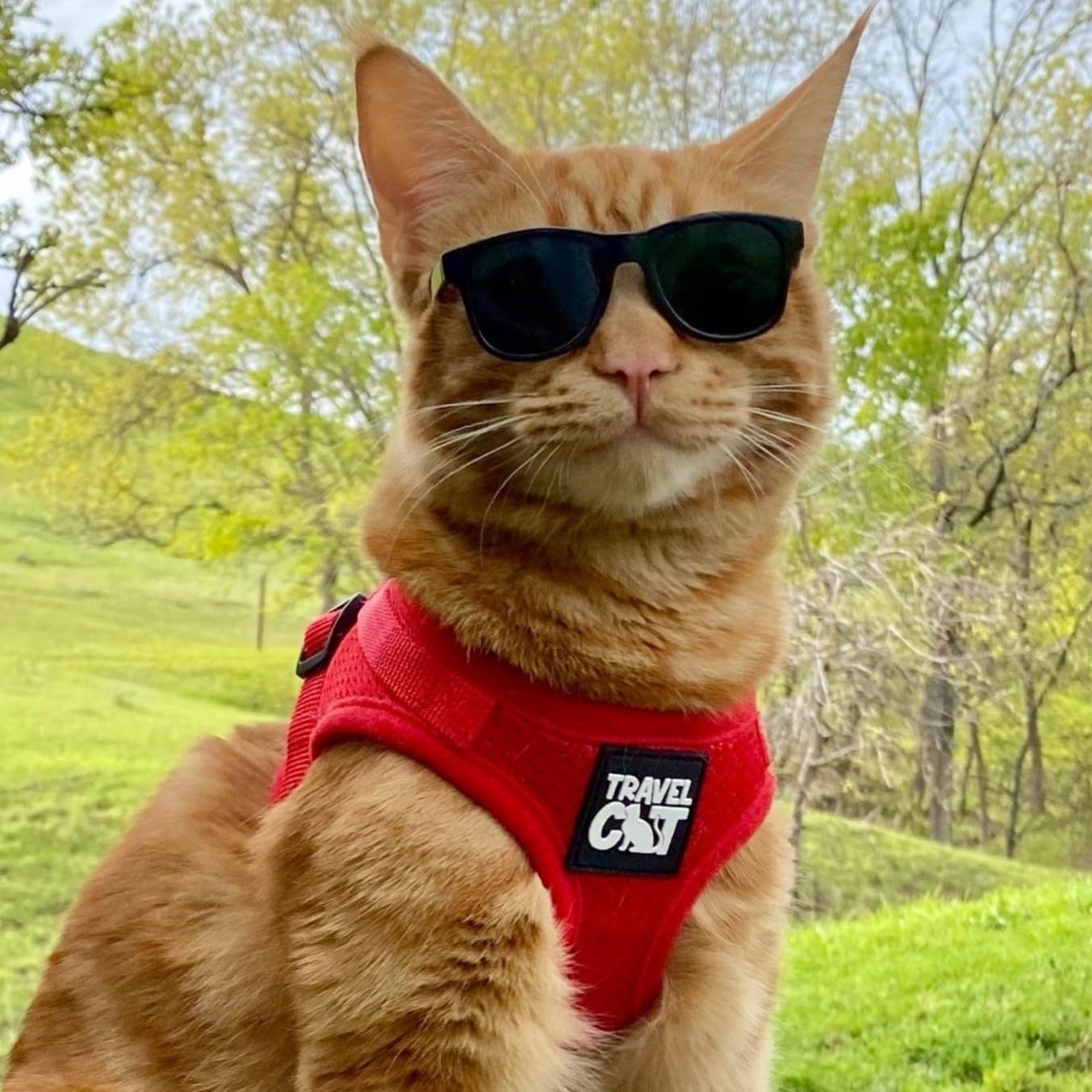 The Fat Cat Travel Cat Harness in-use outdoors during walks.