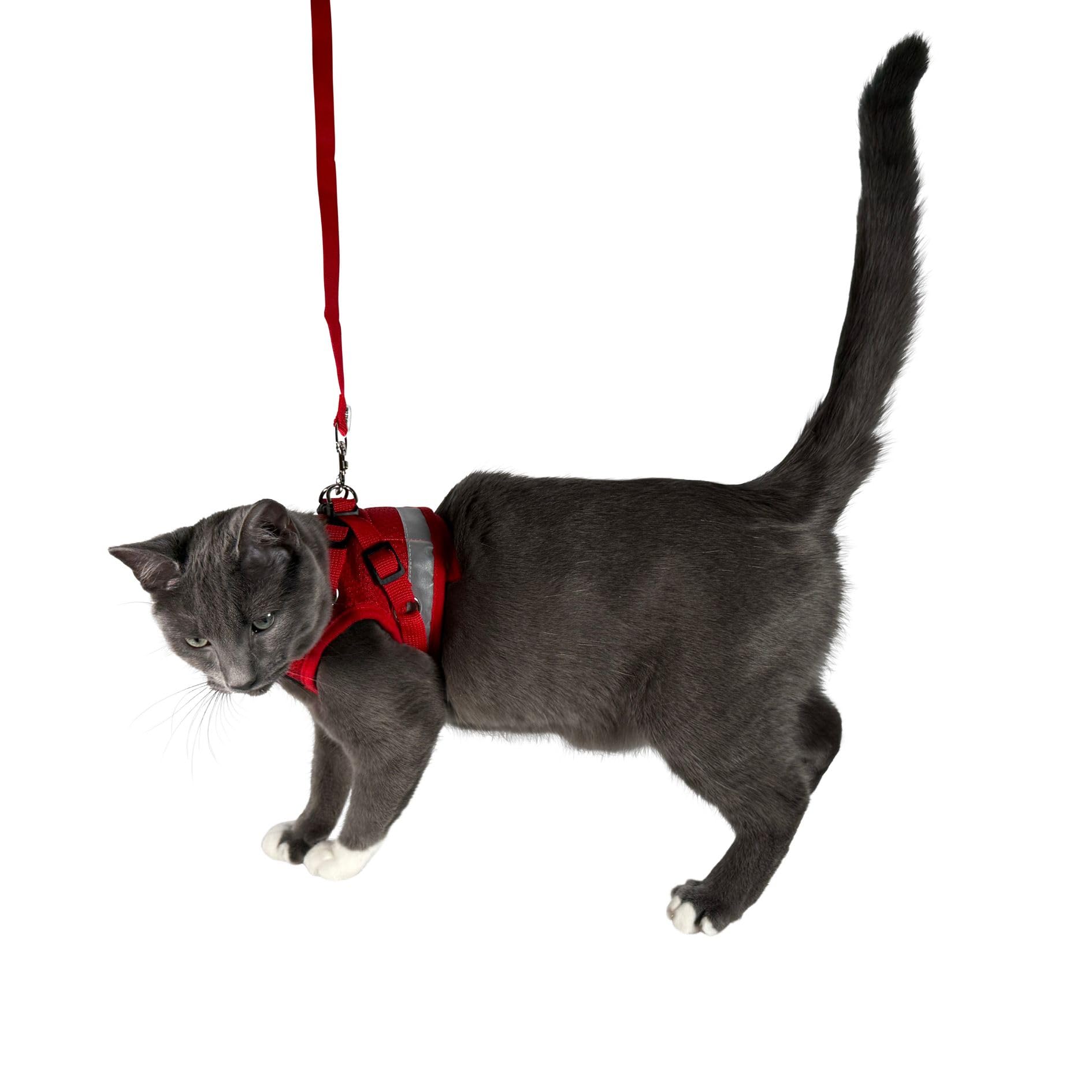 The Fat Cat Travel Cat Harness Extra-small size for kittens.