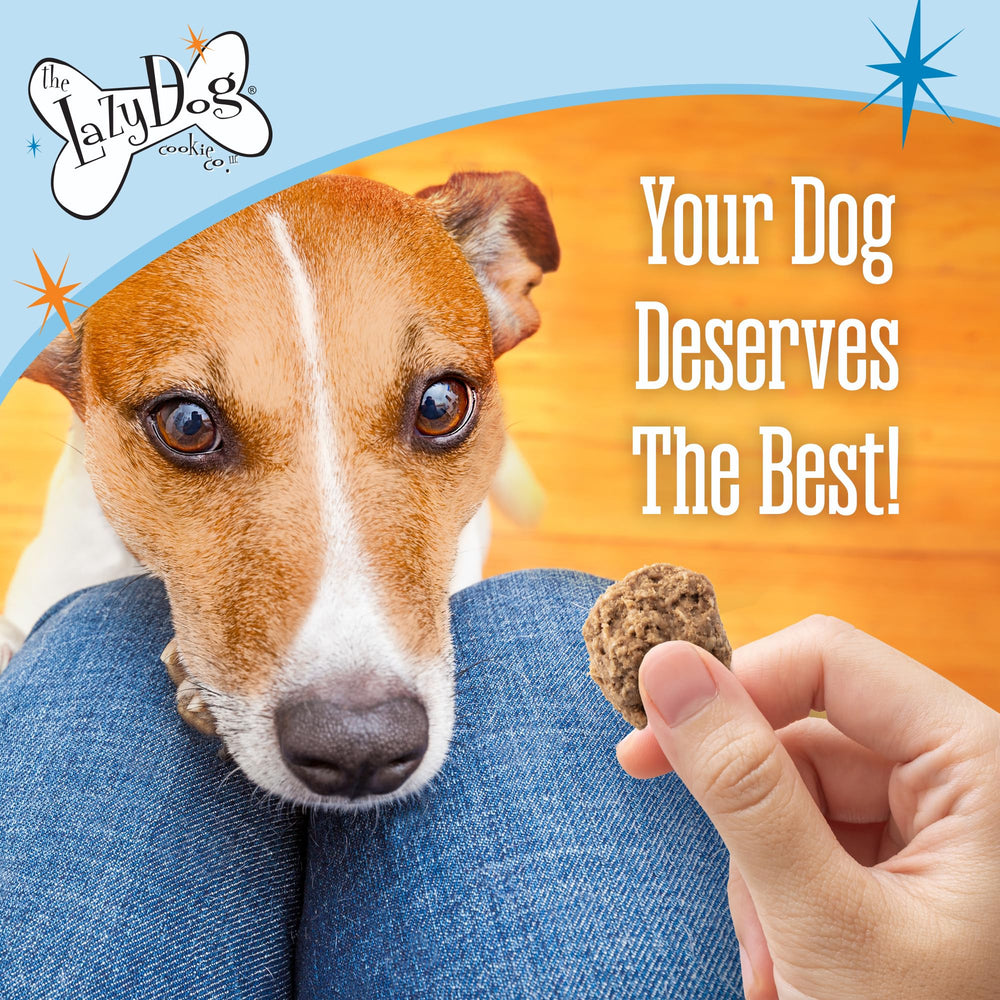 The Lazy Dog Cookie Co enjoying holiday treat with a chewy texture.