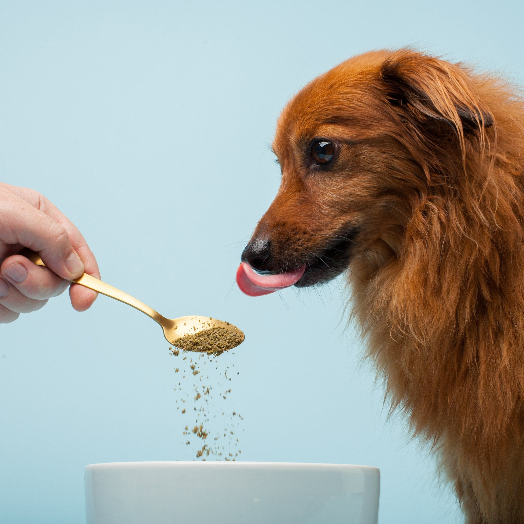 The Missing Link Pet Kelp Canine Joint & Bone scoop disperses powder for easy dosing and nutrition