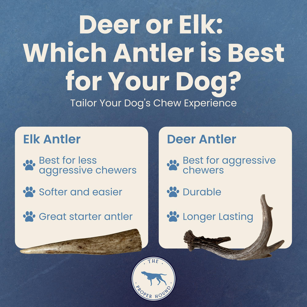 The Proper Hound jumbo deer antler dog chew session captures a content, satisfied pup.
