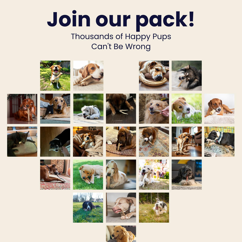 The Proper Hound jumbo deer antler care guidance image emphasizes supervision during chews.