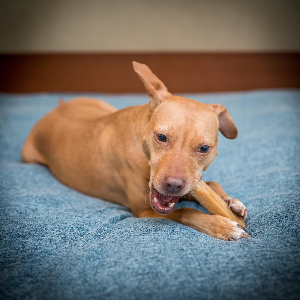 The Safe Dog Chew Company chew-action image shows interactive, mess-free gnawing