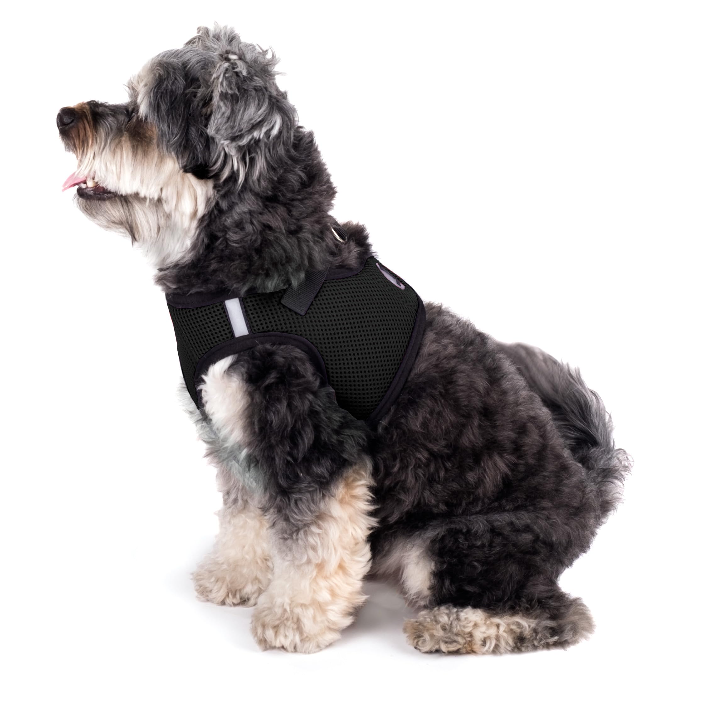 The Worthy Dog Step-In Harness with leash attachment area ready for quick, easy daily outings.