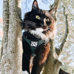 The Fat Cat Emerald Explorer harness side view highlights breathable mesh for comfortable wear.