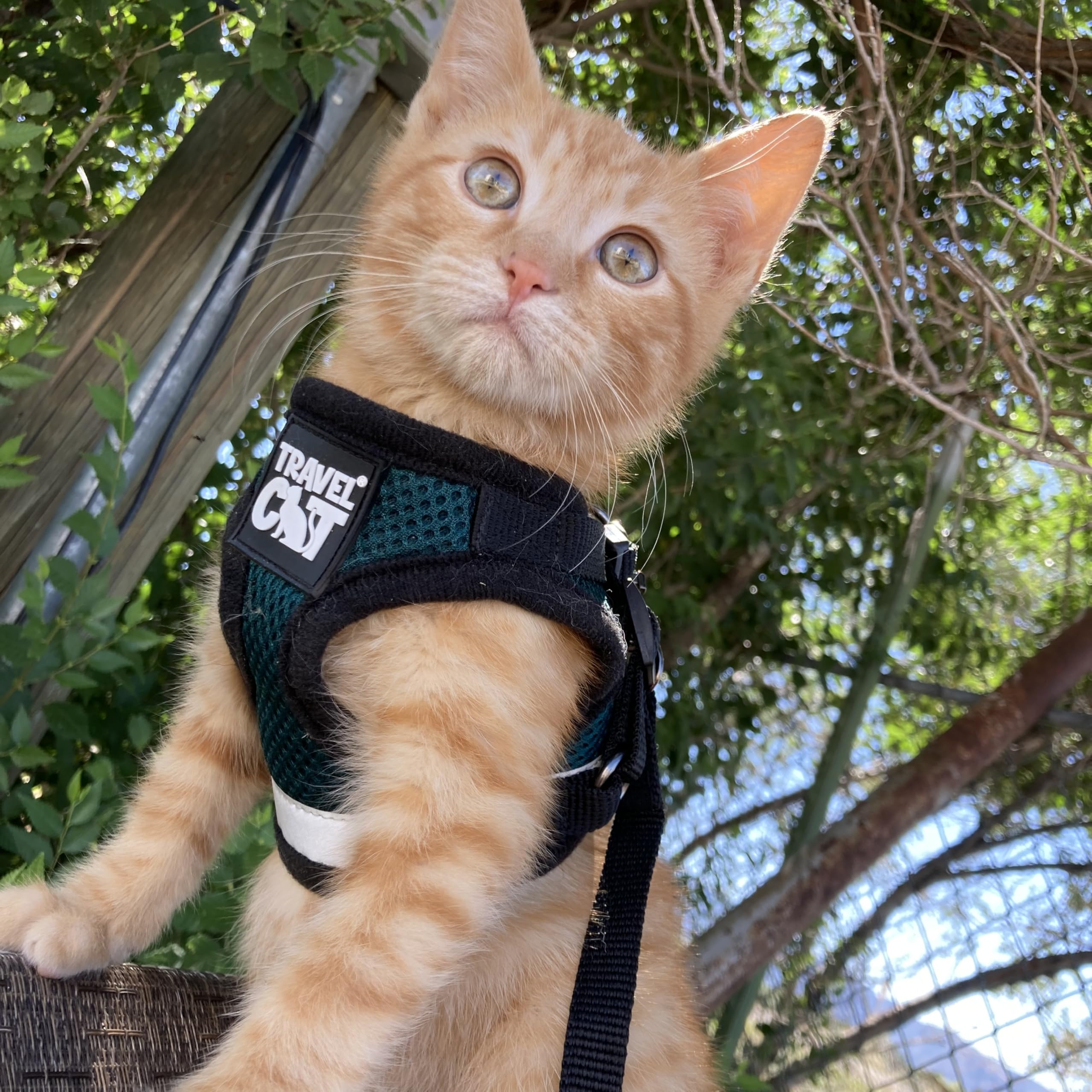 The Fat Cat Emerald Explorer set in emerald color is ideal for adventurous cat outings.
